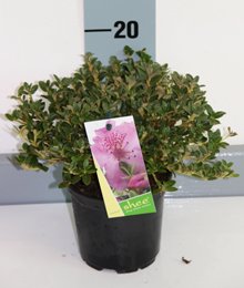 zwergrhododendronkeleticum1