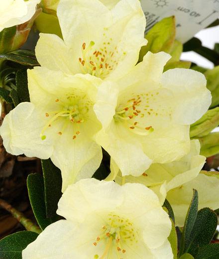 zwergrhododendronwren3neu