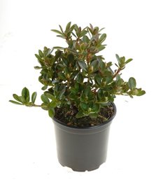 zwergrhododendroncurlew1