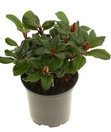 zwergrhododendronscarletwonder2