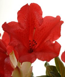 zwergrhododendronscarletwonder3