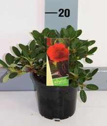 zwergrhododendroncarmen1