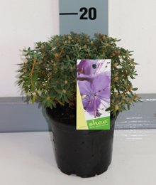 zwergrhododendronimpeditum1